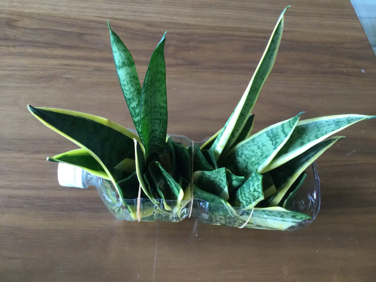 サンスベリア Ch15064 子株付き サンセベリアの子株を育てる。｜そだ