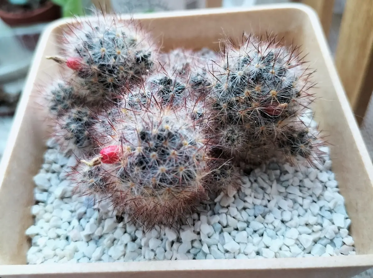 サボテンに実がなったので実生栽培してみる｜そだレポ（栽培レポート 
