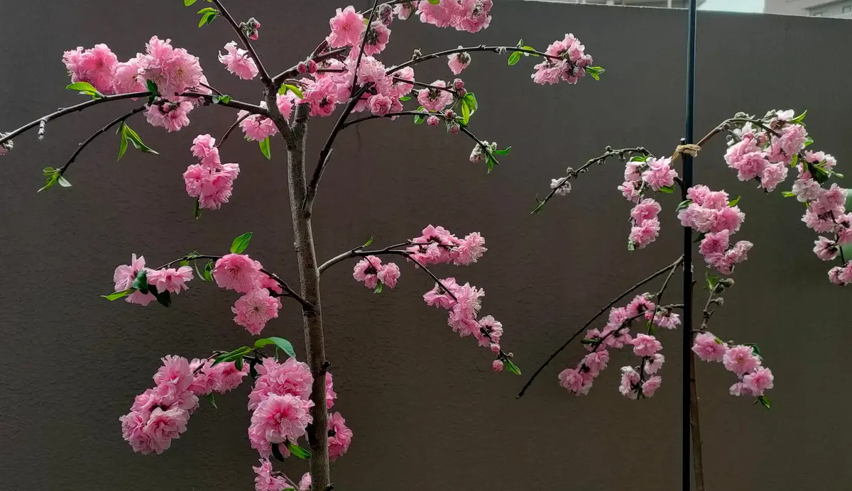 ひなのたき｜そだレポ（栽培レポート）byよもよも｜みんなの趣味の園芸