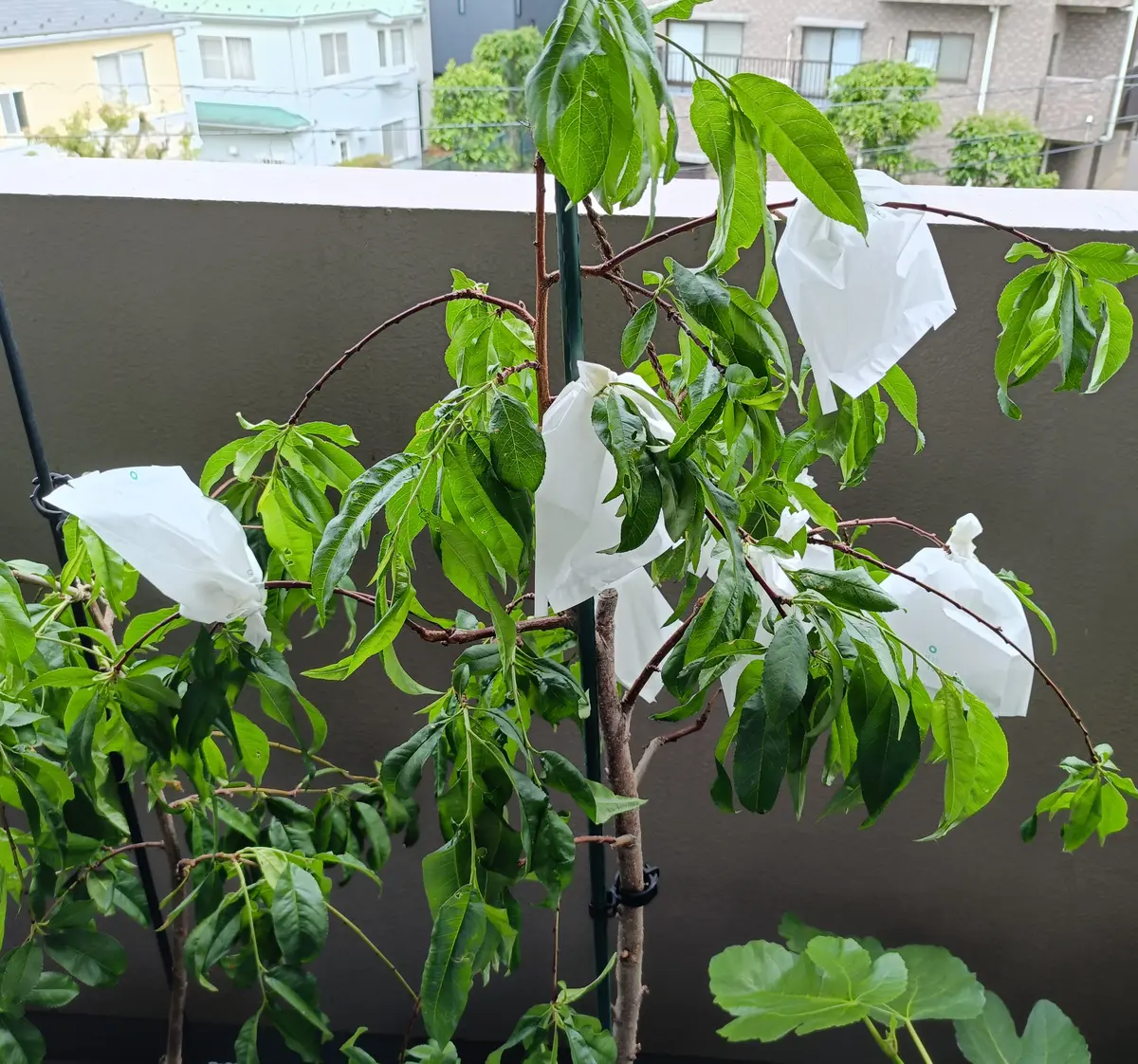 ひなのたき｜そだレポ（栽培レポート）byよもよも｜みんなの趣味の園芸