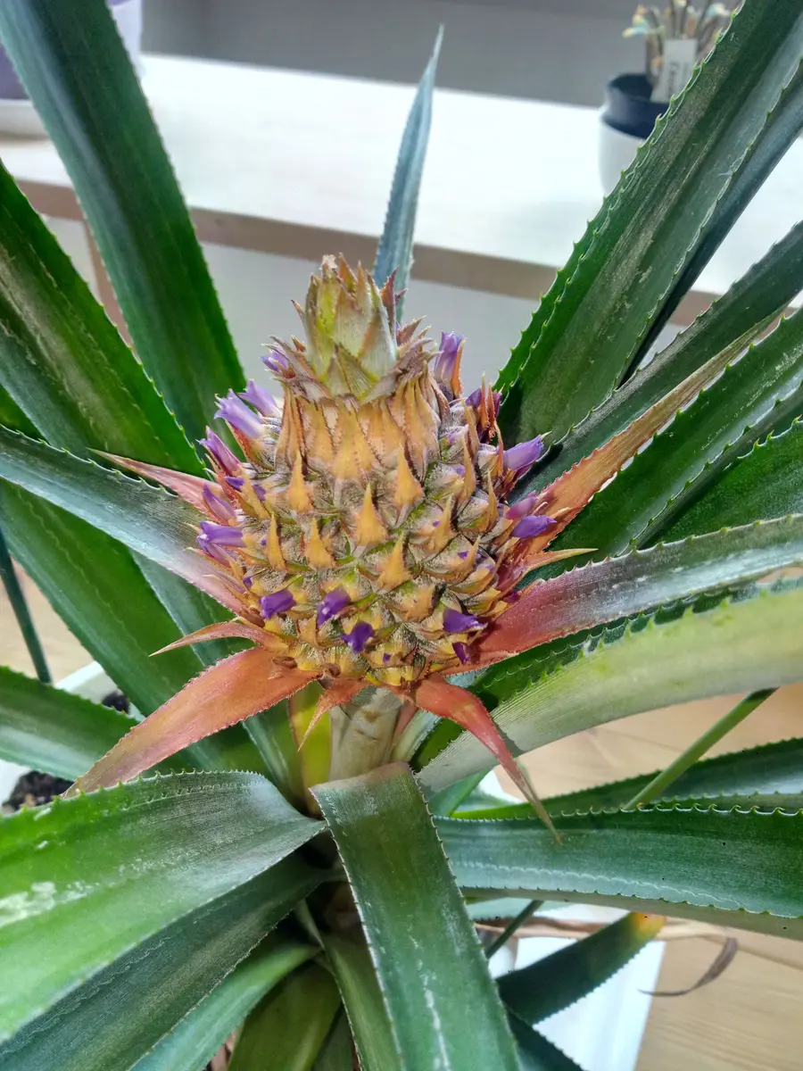 パイナップル（スナックパイン）のそだレポ｜そだレポ（栽培レポート