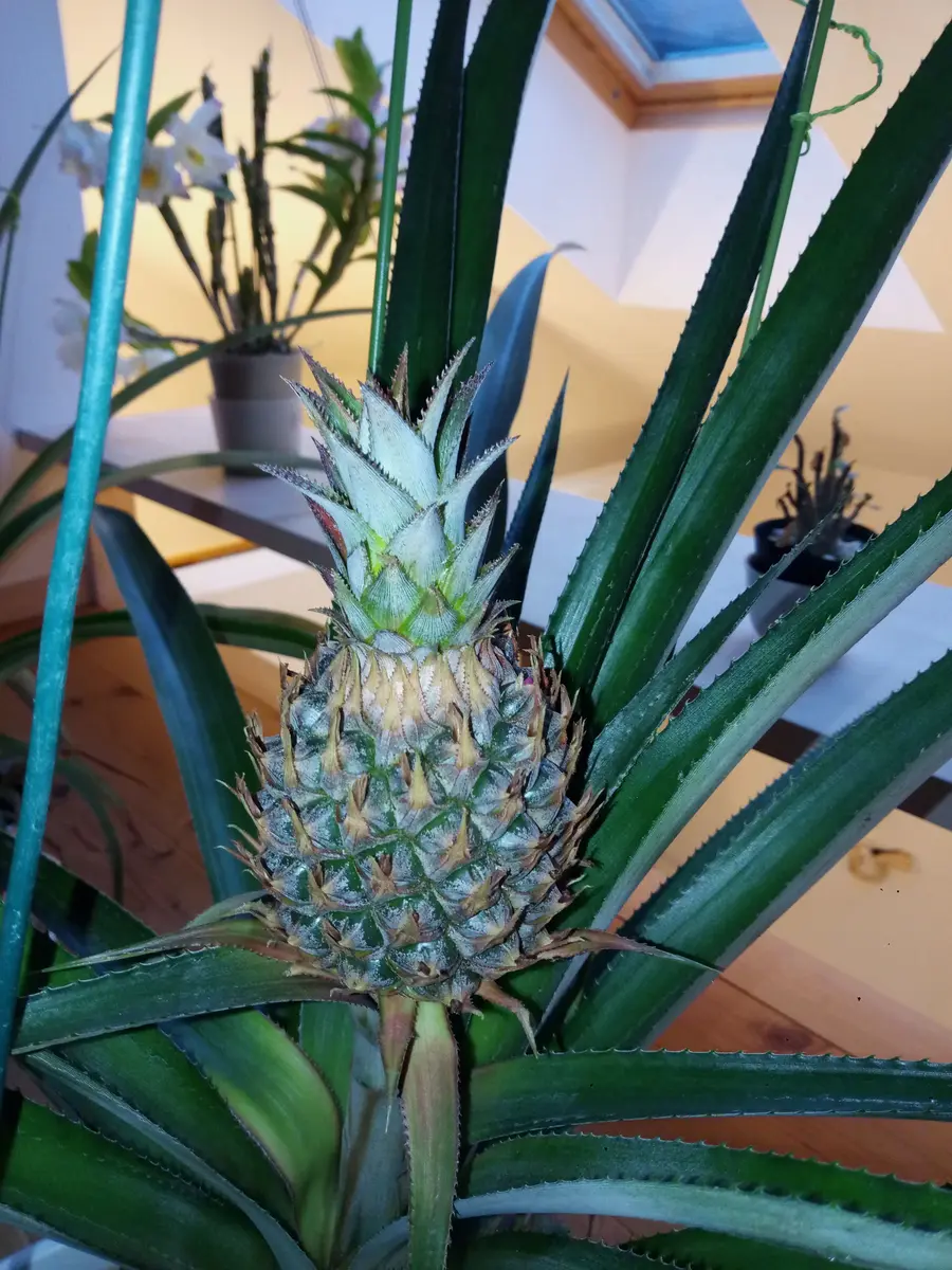 パイナップル（スナックパイン）のそだレポ｜そだレポ（栽培レポート