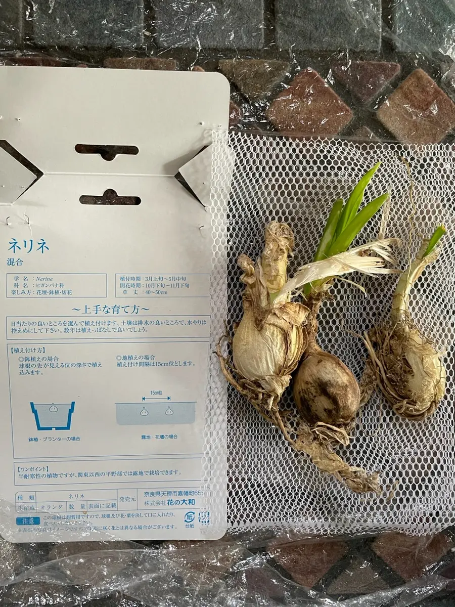 ネリネの球根(混合＝一球ずつ3色)を購入「春植え球根その②〜ネリネ