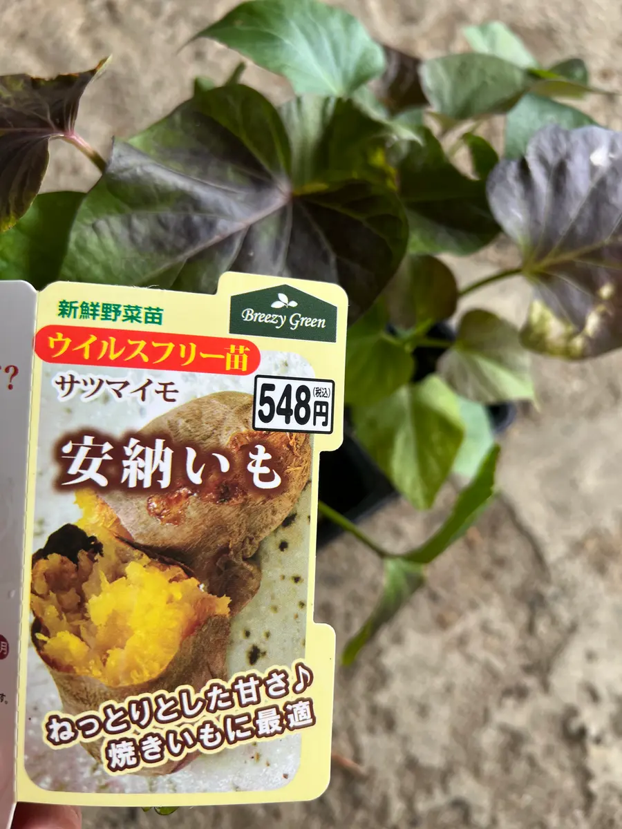 苗からの安納芋｜そだレポ（栽培レポート）byはこね｜みんなの趣味の園芸