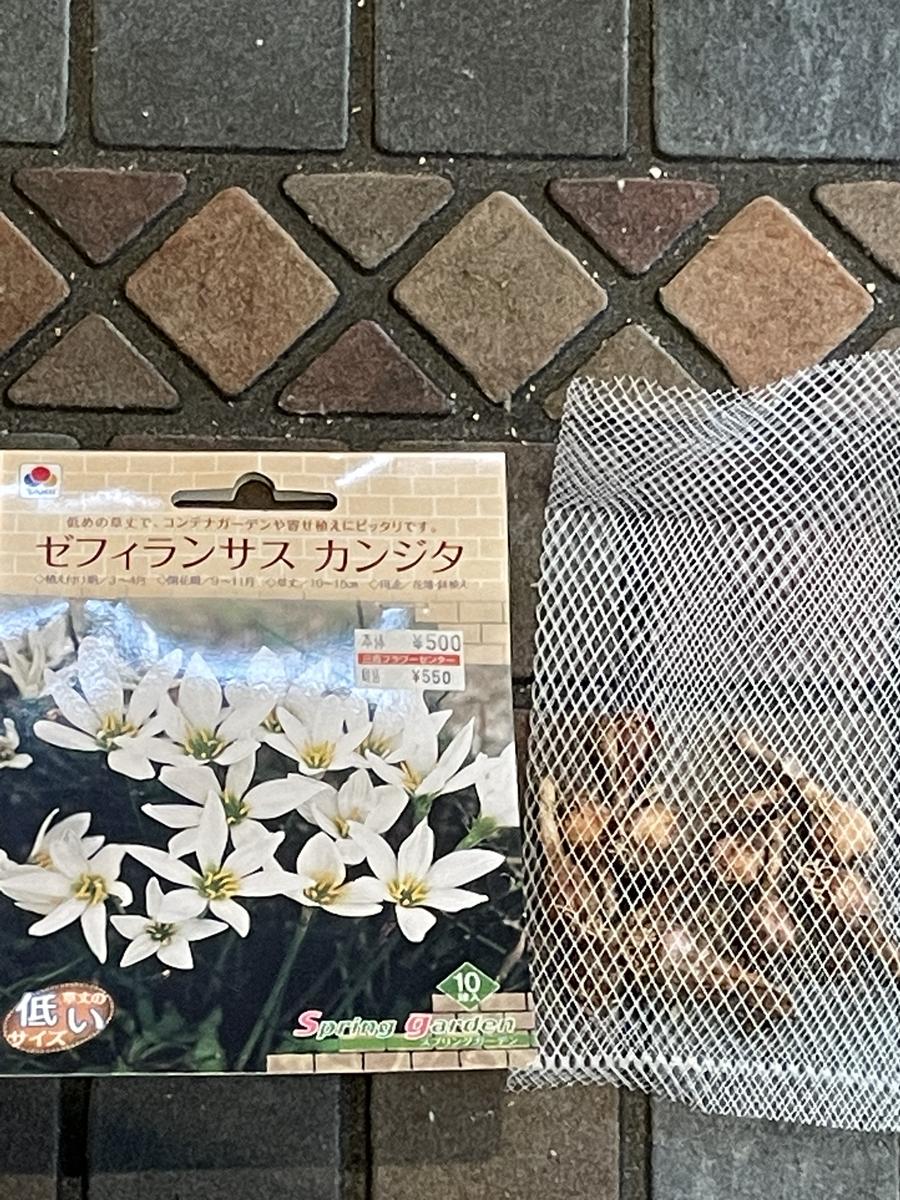 確認用☆八重咲きゼフィランサス「サトルレディー」 球根1つ 春植え球根その③〜ゼフィランサス・カンジタの球根編