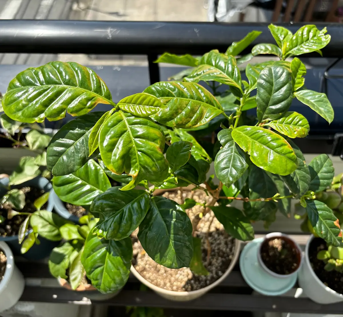 コーヒーの木　育苗用　コーヒー生豆　乾燥豆　500g　アラビカ種のコーヒー コーヒーの木 育苗用 コーヒー生豆 乾燥豆 500g アラビカ種の