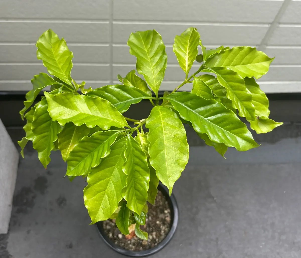 コーヒー苗（アラビカ矮性種）｜そだレポ（栽培レポート）byバナナ