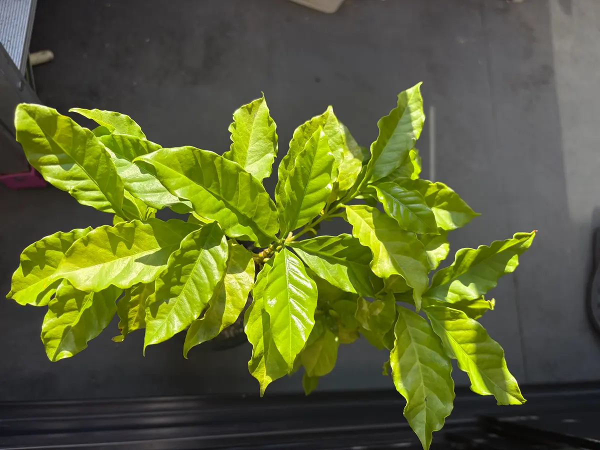 アラビカ種② コーヒー苗木　コーヒーの木　コーヒー Amazon.co.jp: コーヒーの木(コーヒーノキ)品種:アラビカ矮性種