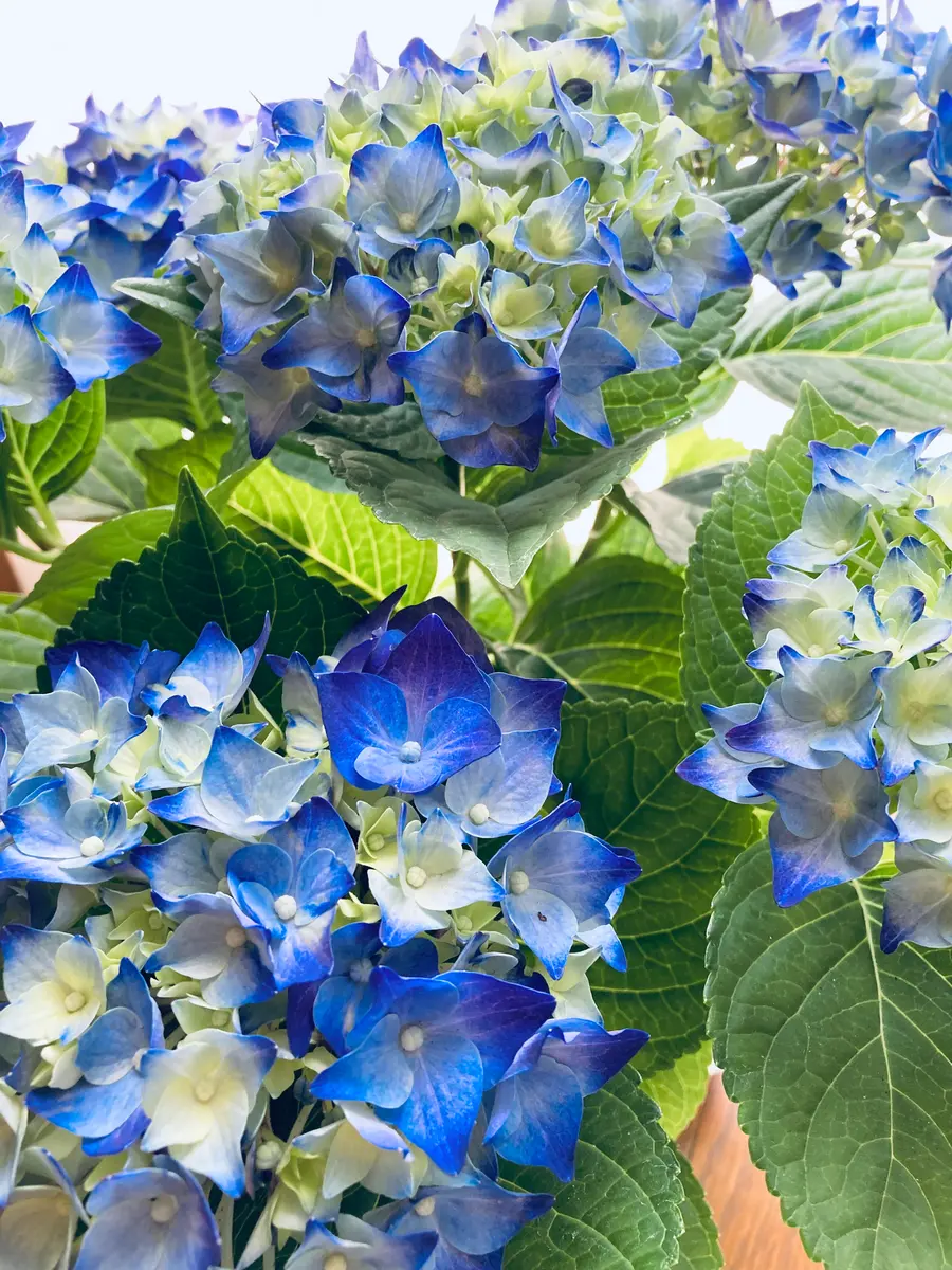青い紫陽花を翌年も青に咲かせられるかな？｜そだレポ（栽培レポート）byやまもも181｜みんなの趣味の園芸