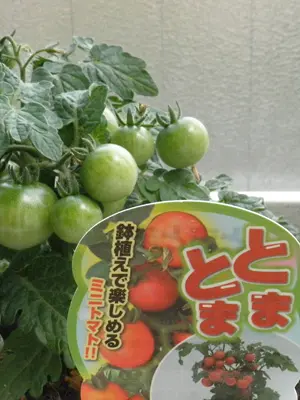 ミニトマト・とまとま記録その2｜そだレポ（栽培レポート）by鉢ねこ