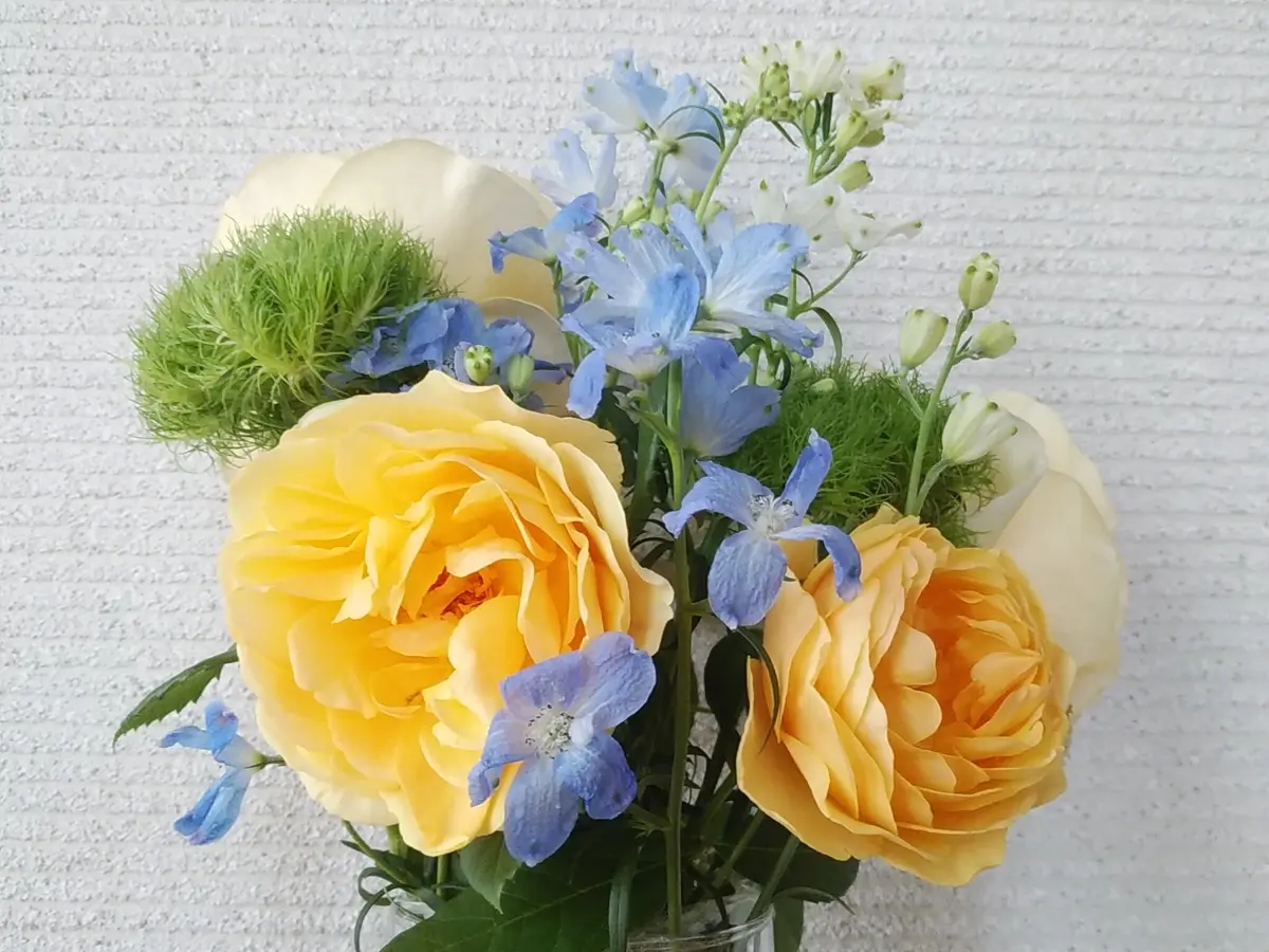 バラ バラ苗 大株エヴリン 超希少 数々のありますがサイコーです