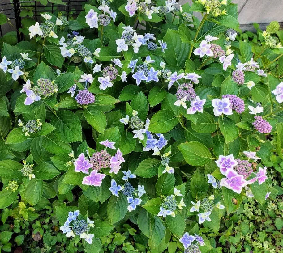 咲かないコンペイトウを咲かせたい そだレポ 栽培レポート by花谷