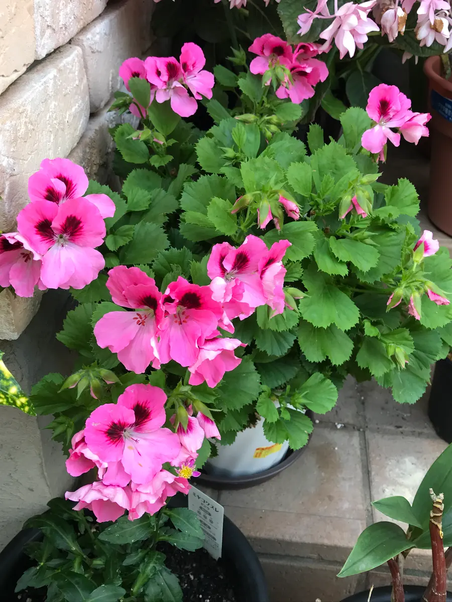 ペラルゴニウム、年間通して育てる🌸｜そだレポ（栽培レポート