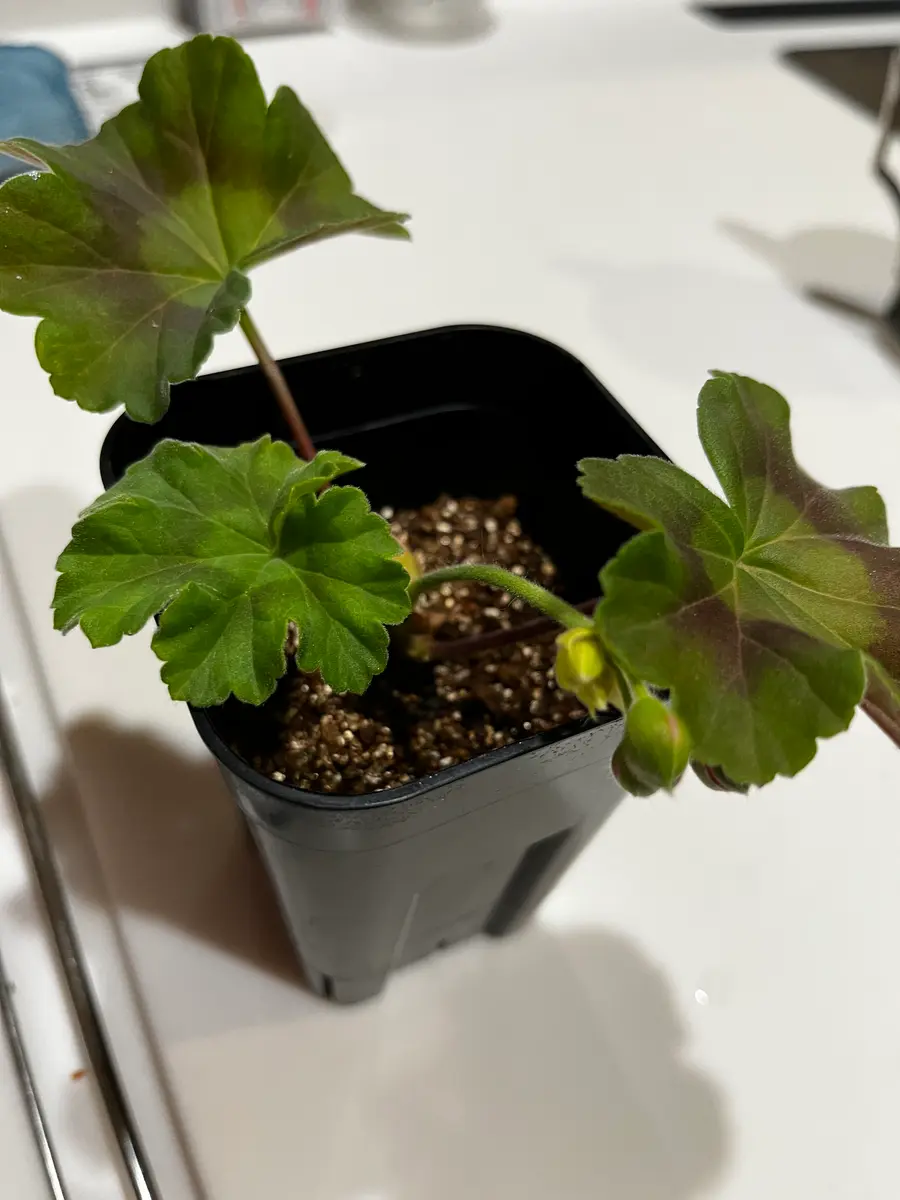 ゼラニウムの挿し木｜そだレポ（栽培レポート）byaccacoco｜みんなの