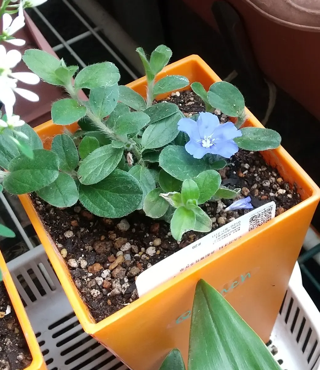 アメリカンブルー様 おまとめ アメリカンブルー様 おまとめ