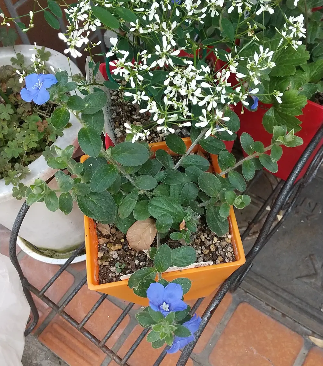 アメリカンブルー様 おまとめ hq720.jpg?sqp=-