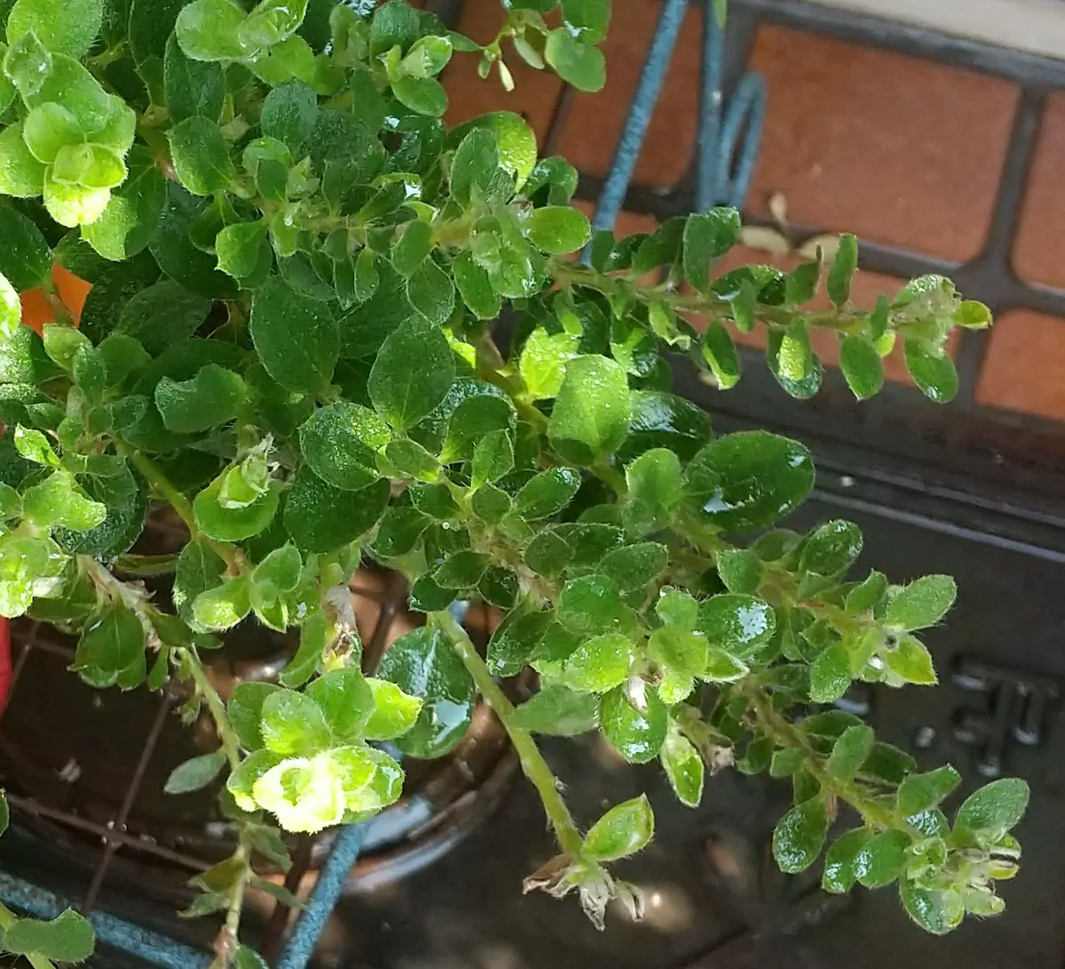 アメリカンブルーの株が、本当にコンパクトにまとまるのだろうか