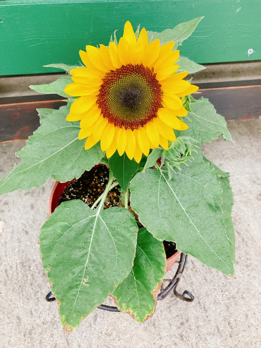 ミニひまわりスマイルラッシュ 種から育てる｜そだレポ（栽培レポート