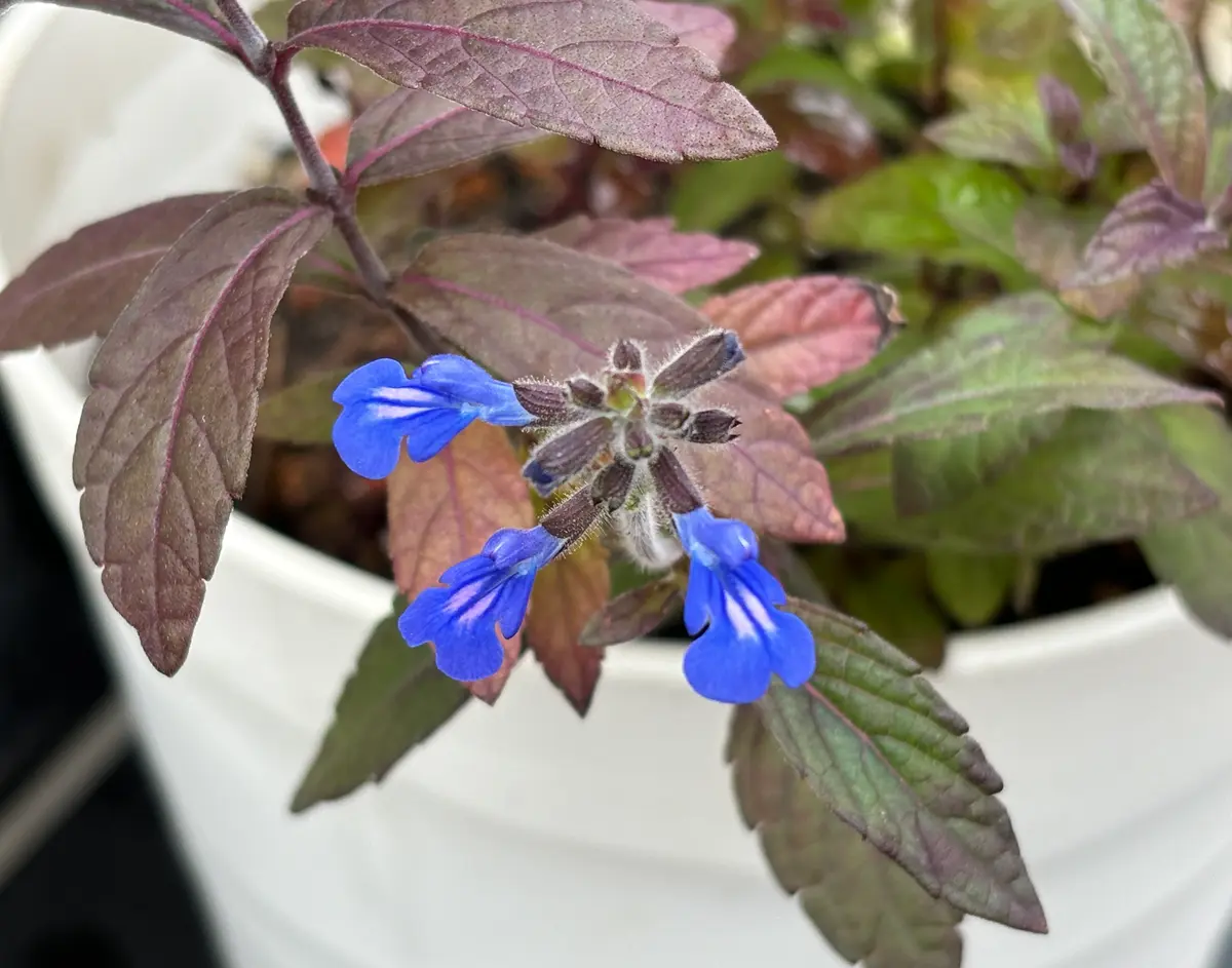 サルビア・シナロエンシス コスミックブルー｜そだレポ（栽培レポート