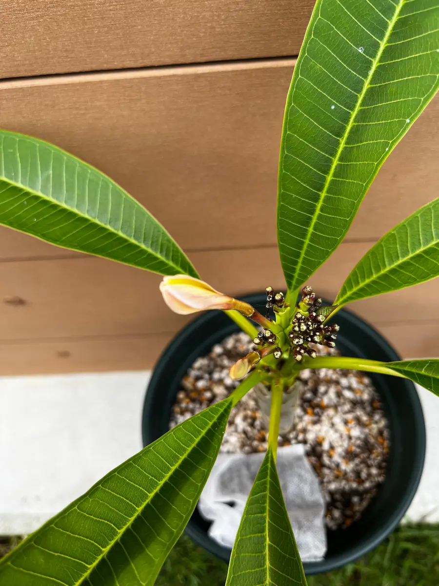 プルメリア　Teresa Wilder 挿し木（発根済み）5号鉢 HIRO】プルメリアTeresa Wilder 挿し木（発根済み）5号鉢 HIRO