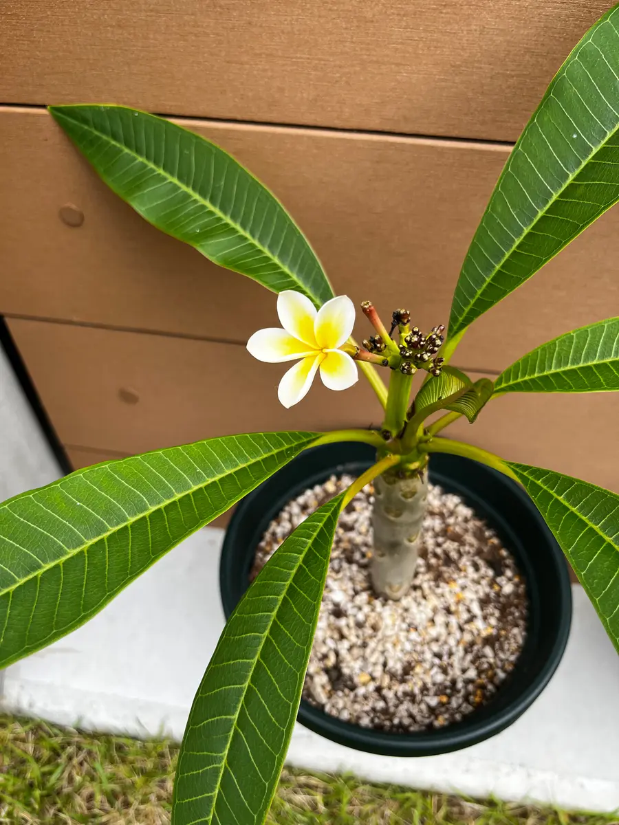 プルメリア　Teresa Wilder 挿し木（発根済み）5号鉢 プルメリア Teresa Wilder 挿し木（発根済み）5号鉢 HIRO様専用