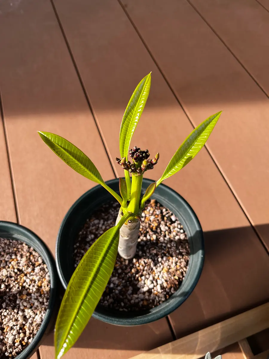 プルメリア　メタリカ②　長めカット苗(挿し木用) プルメリア メタリカ② 長めカット苗(挿し木用) プルメリア