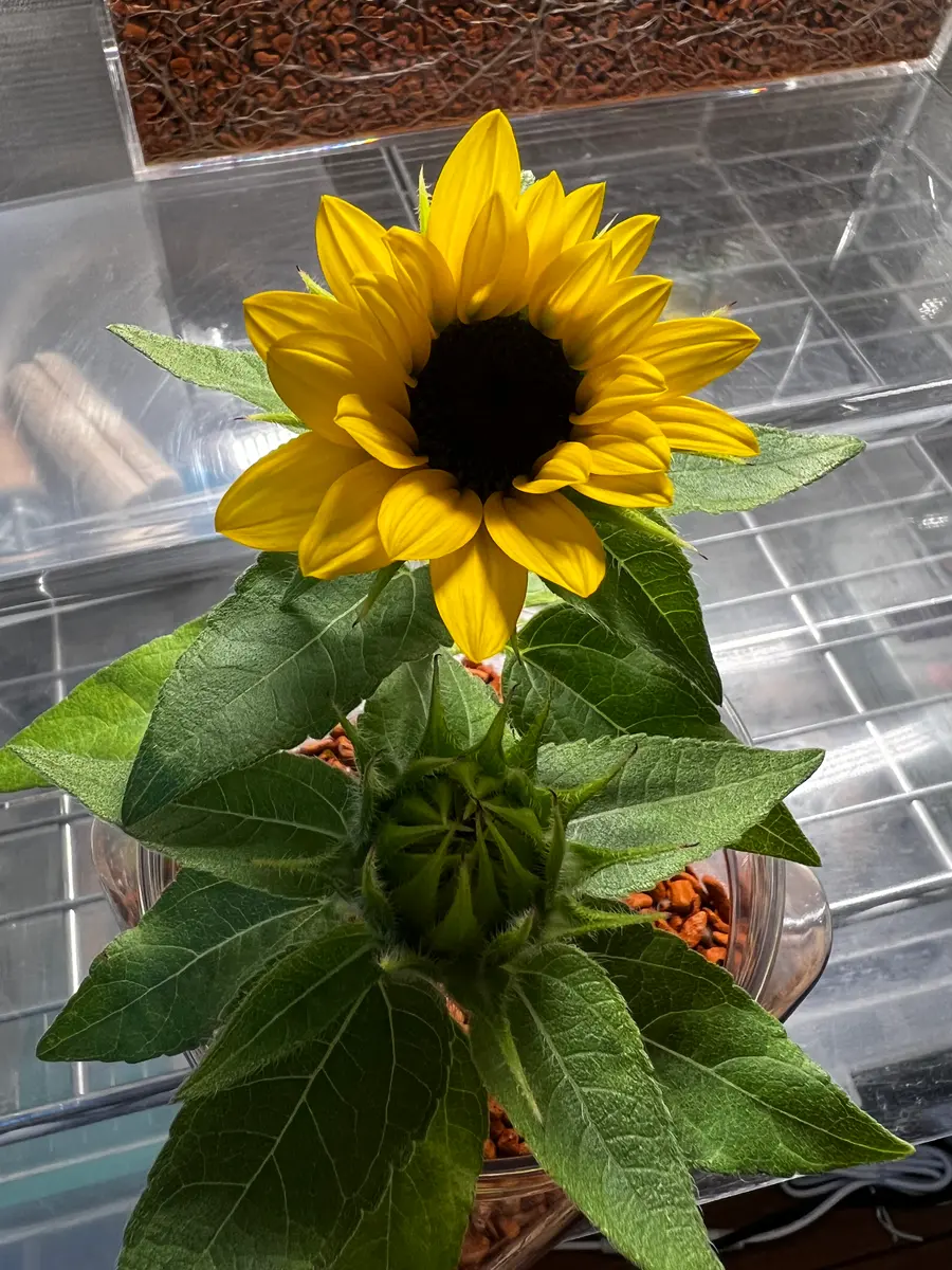 ひまわり様確認用☺︎