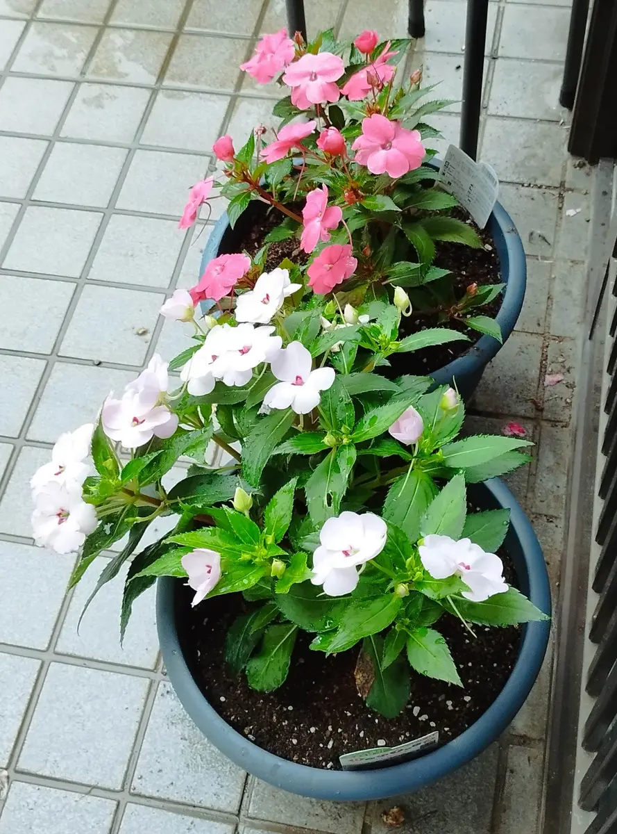 サンパチェンス の 育て 方