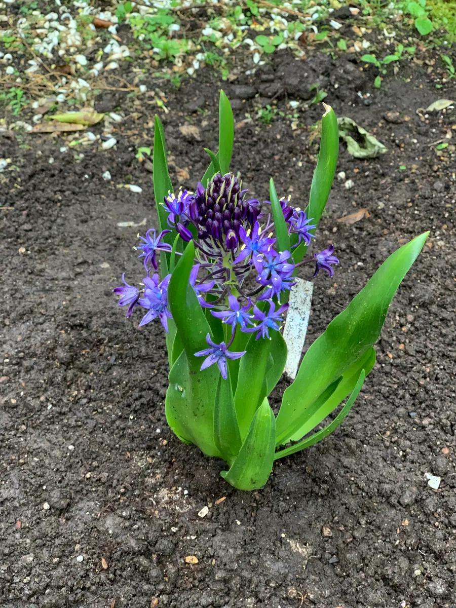 待ちに待ったシラーペルビアナ（ブルー）｜そだレポ（栽培レポート