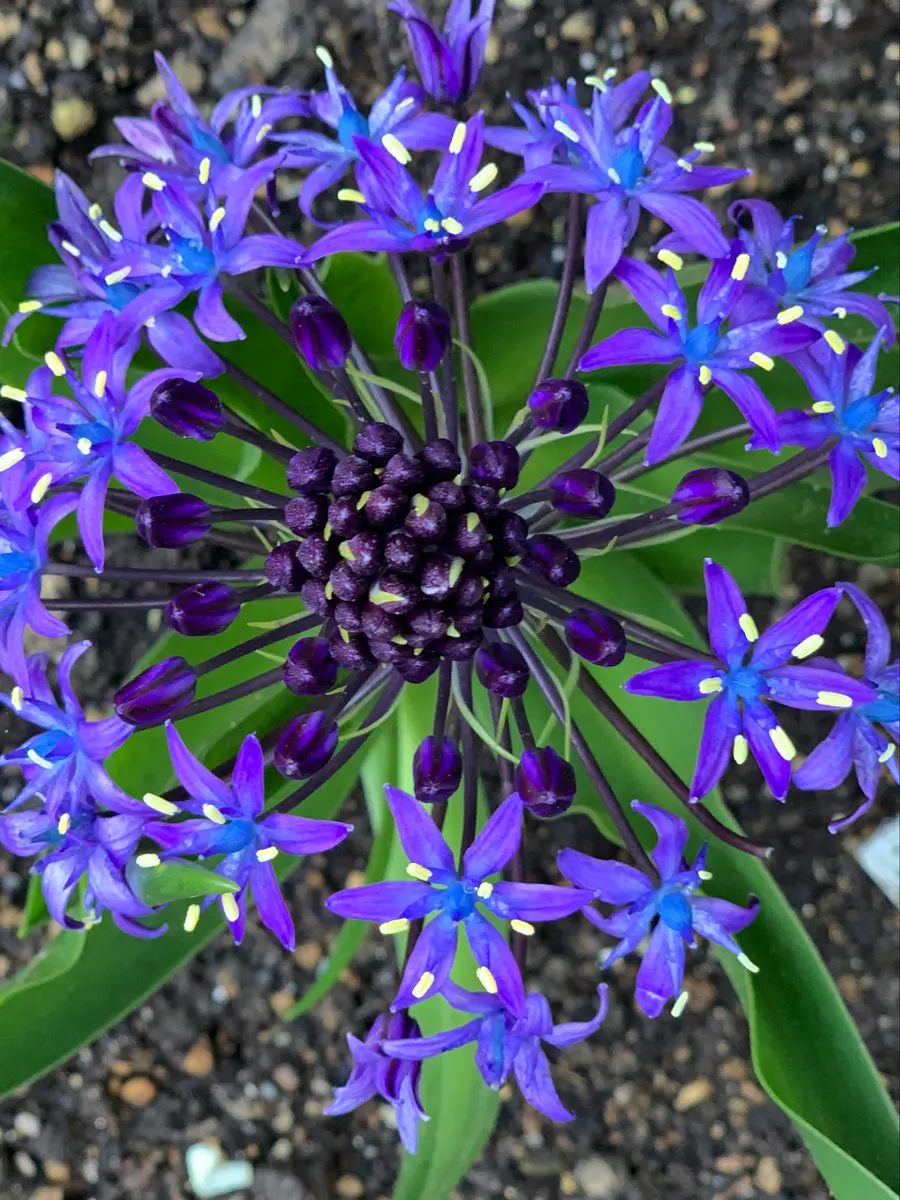 シラーペルビアナ 待ちに待ったシラーペルビアナ（ブルー）｜そだレポ（栽培レポート