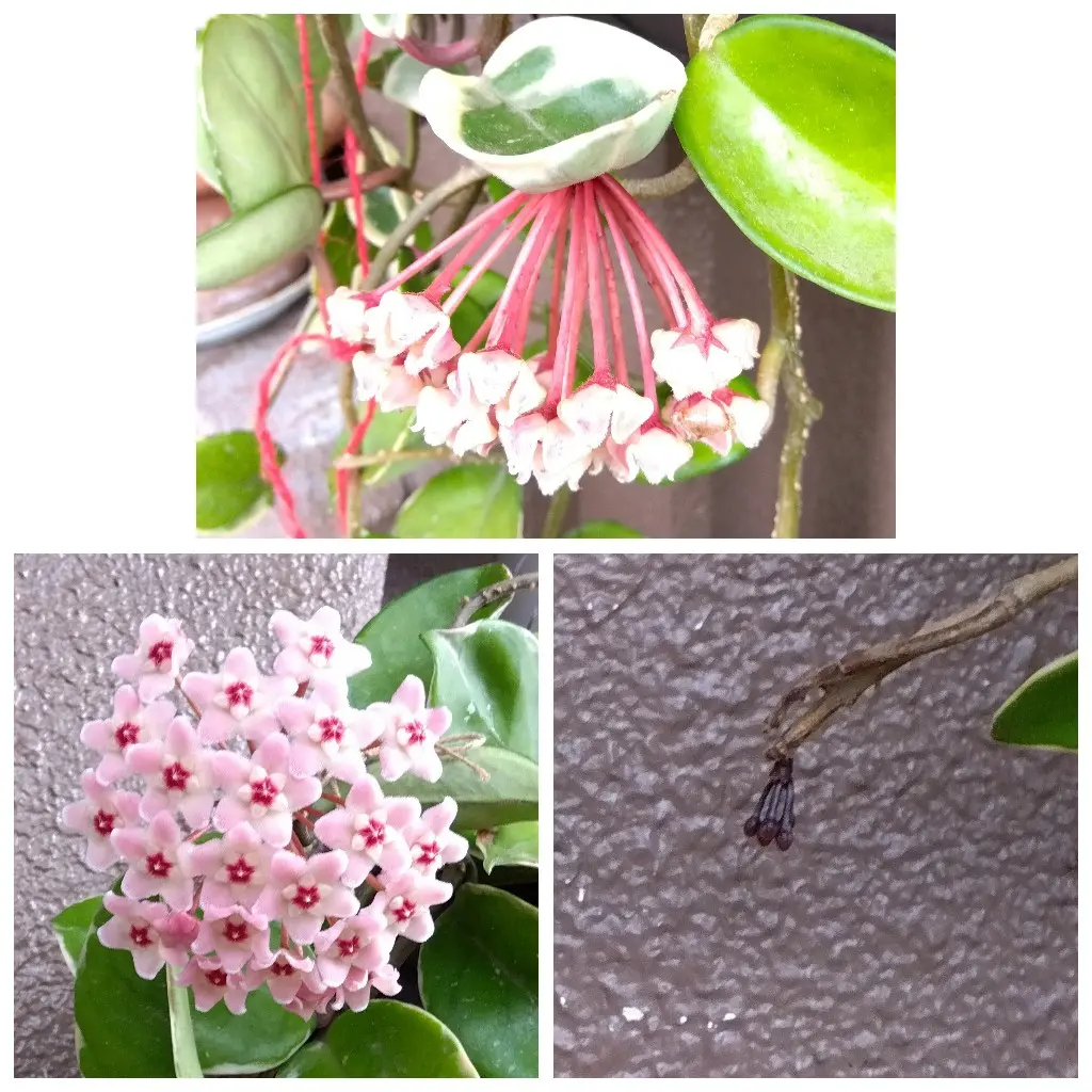 5年目のホヤ 株A 花座3つ 2023.6｜そだレポ（栽培レポート）byふう