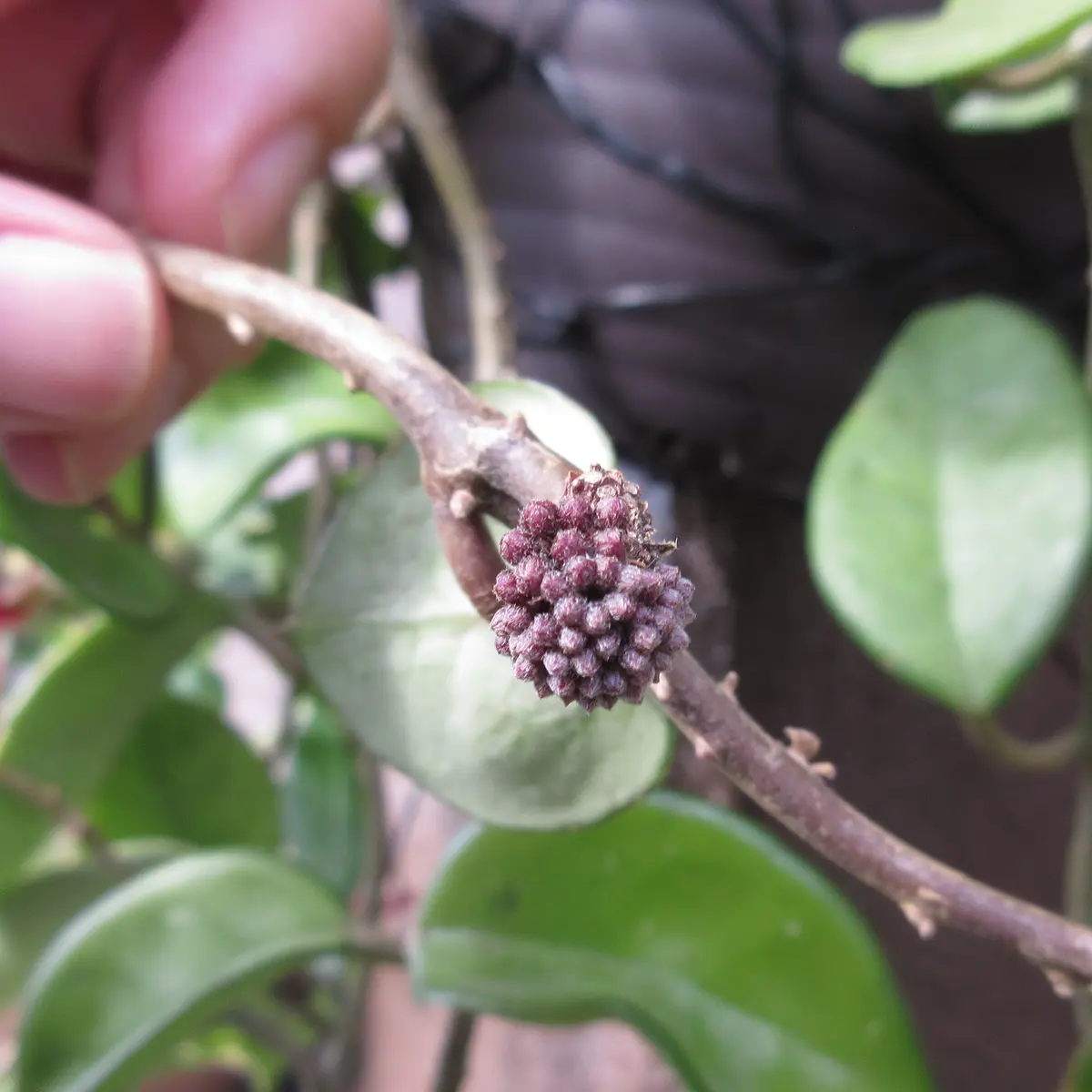 5年目のホヤ 株A 花座3つ 2023.6｜ホヤ（サクララン）のそだレポ