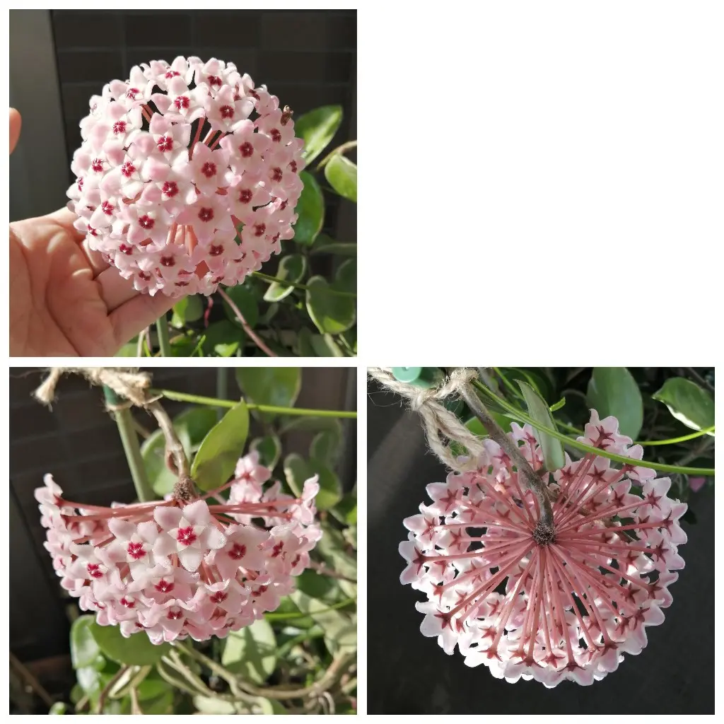 5年目のホヤ 株A 花座3つ 2023.6|そだレポ(栽培レポート)by 5年目のホヤ 株A 花座3つ 2023.6|そだレポ(栽培レポート)by