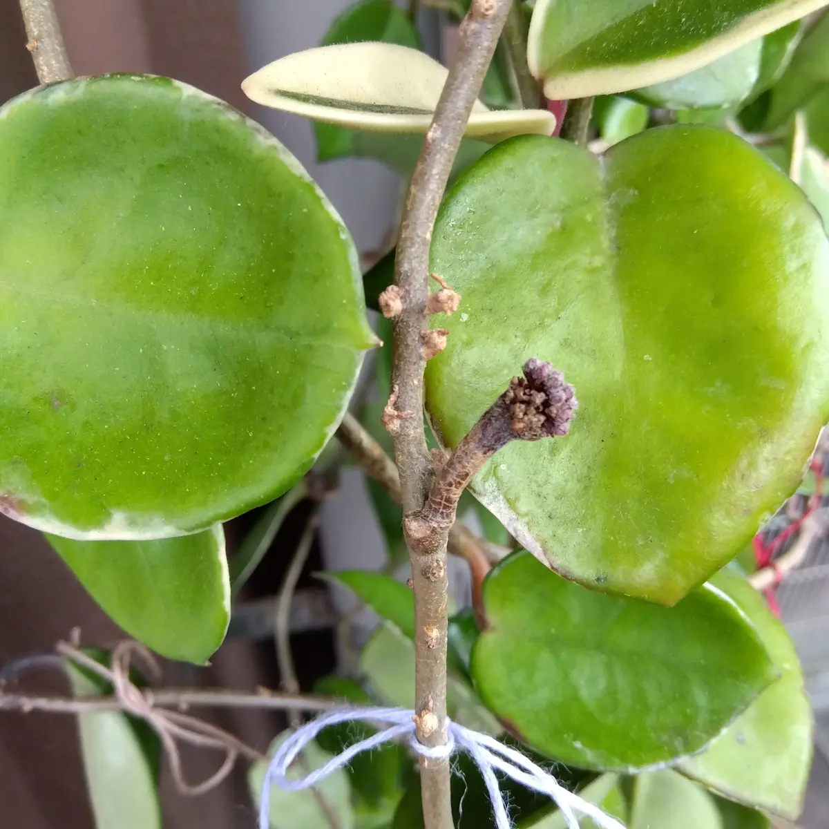 HOYA・ホヤ・Larisa・開花中・花座あり HOYA・ホヤ・Larisa・開花中・花座あり - メルカリ