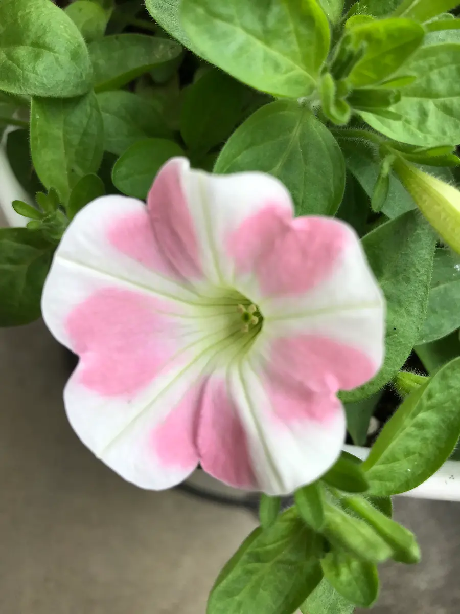 サフィニア　ももいろハート　苗3800円 サフィニア ももいろハート 苗3800円 サフィニア・ももいろハート| 種