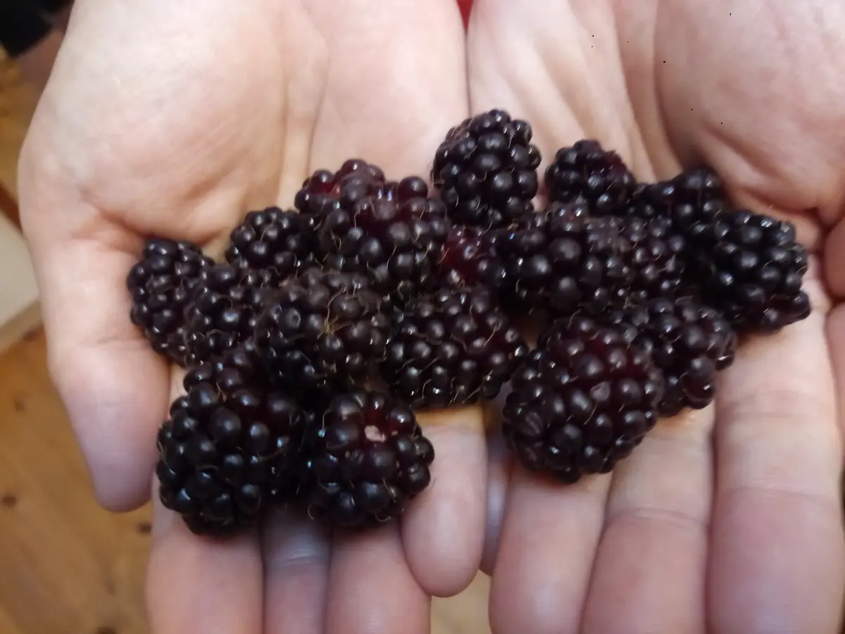 3年目から実力発揮(?)のボイセンベリー｜そだレポ（栽培