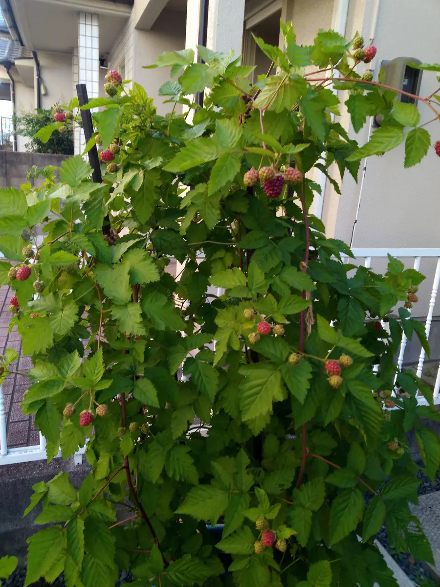 3年目から実力発揮(?)のボイセンベリー｜そだレポ（栽培レポート）by