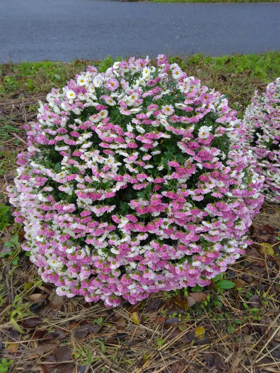 ざる菊成長記録｜そだレポ（栽培レポート）by瑞花｜みんなの趣味の園芸