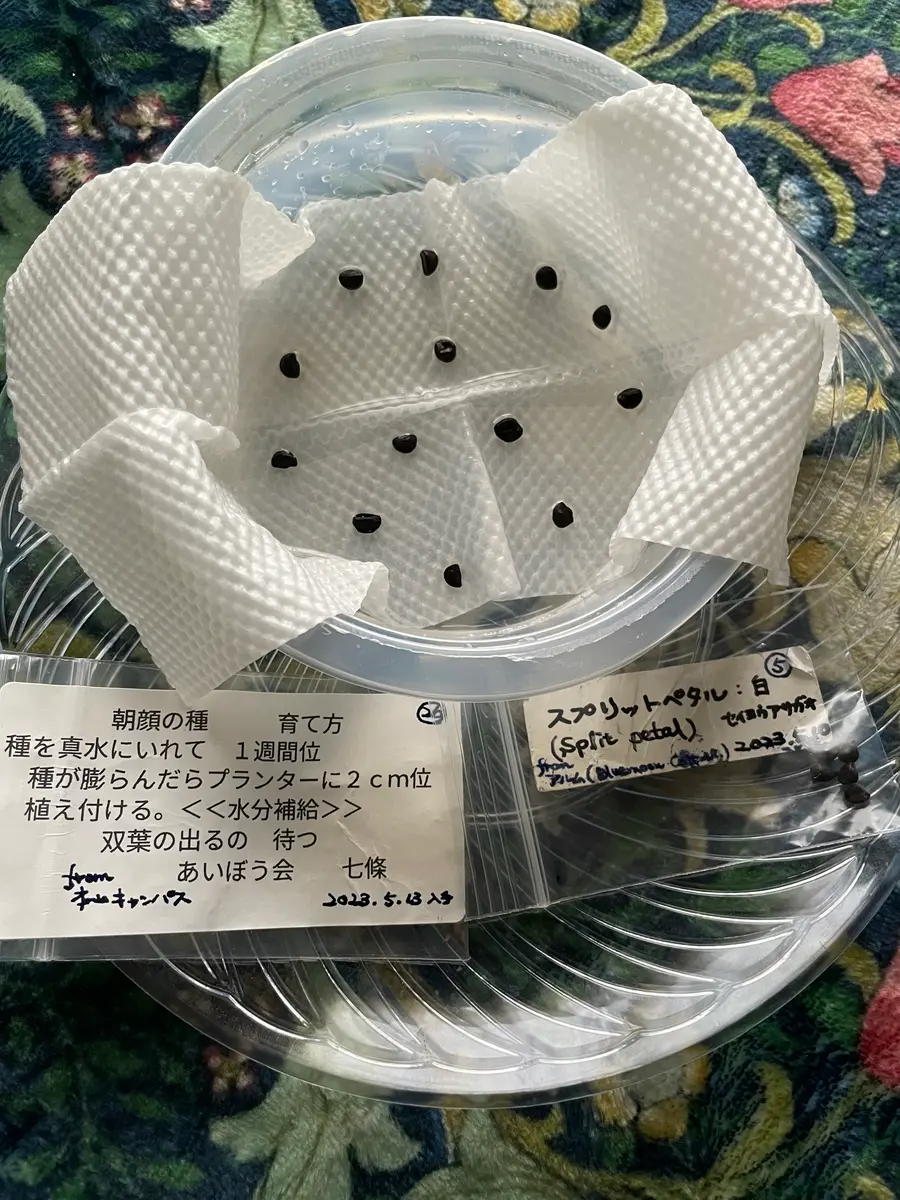 朝顔 の 種まき