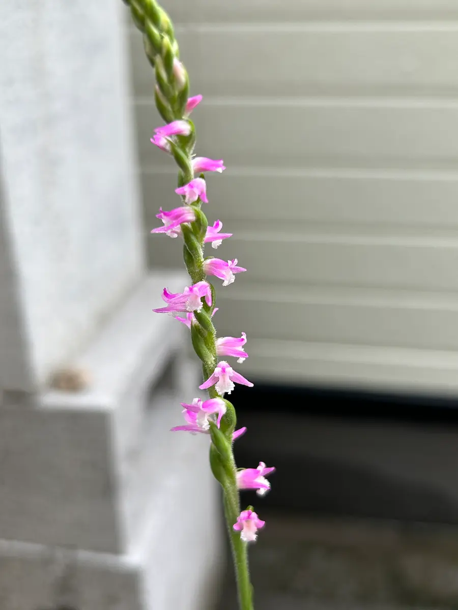 ネジバナ｜そだレポ（栽培レポート）byバナナ大好き｜みんなの趣味の園芸
