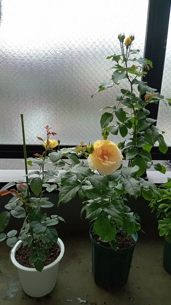 2305222つ並べてみました「バラの新苗を育てる(2種;トリニティ 2305222つ並べてみました「バラの新苗を育てる(2種;トリニティ