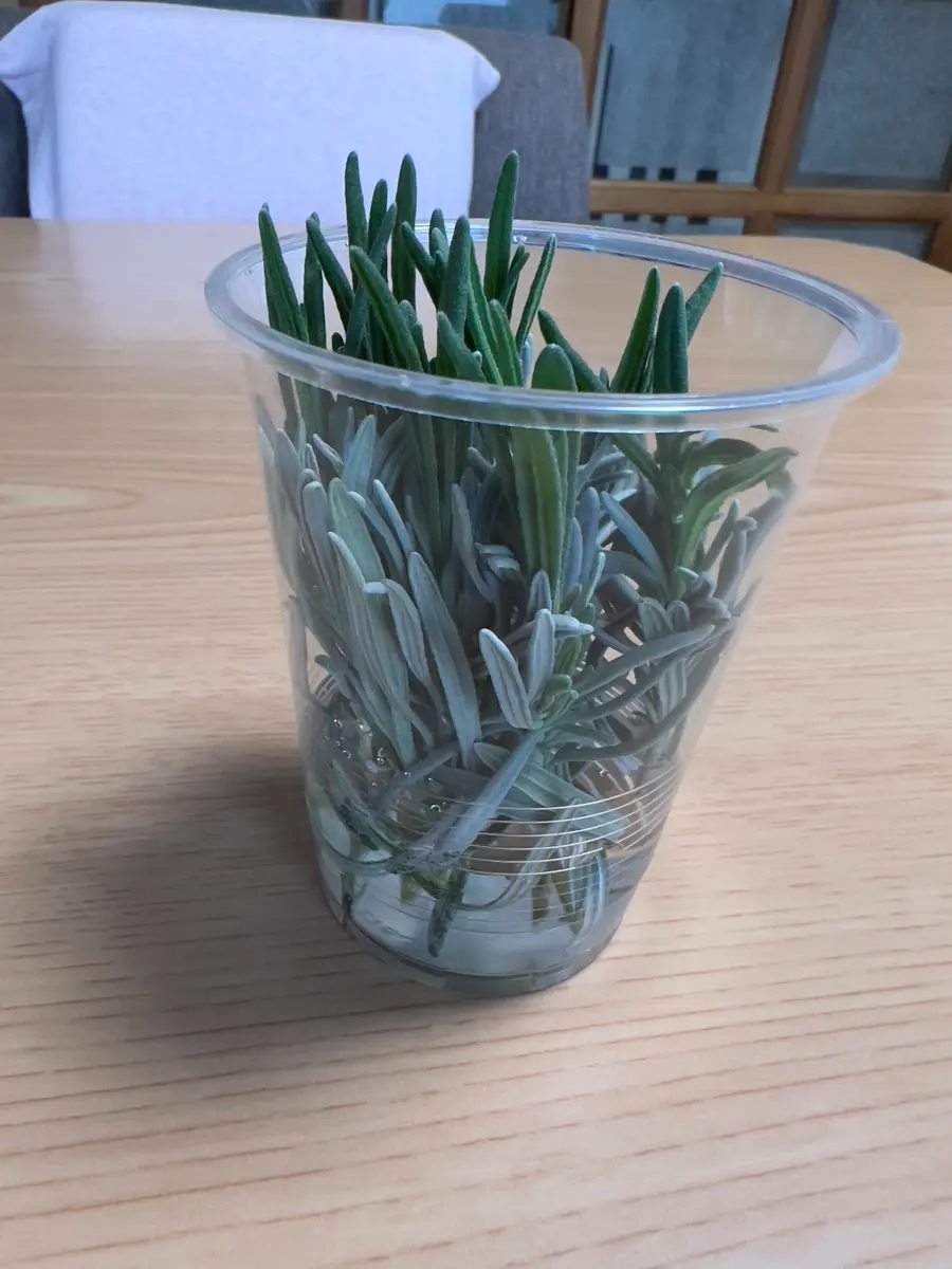 イングリッシュラベンダー　挿し穂　10本 10本のラベンダーの挿し木に挑戦 何本育つかな？｜そだレポ（栽培