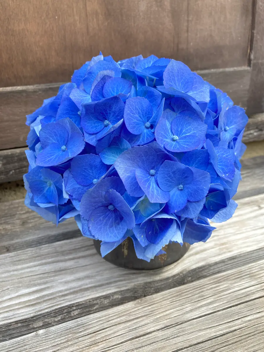 ノーラベルの青い紫陽花の観察記録｜そだレポ（栽培レポート）by