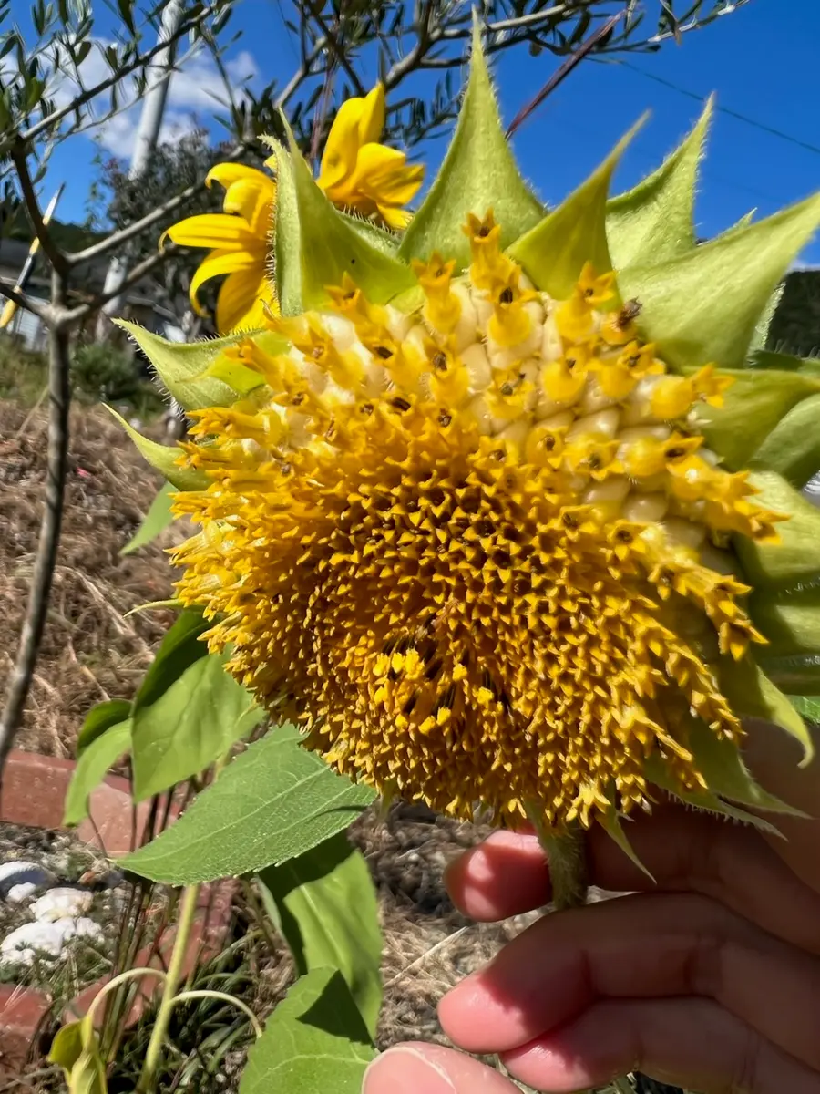 2023ひまわりを種から育てる 失敗→8月蒔き•ハロウィン開花に挑戦