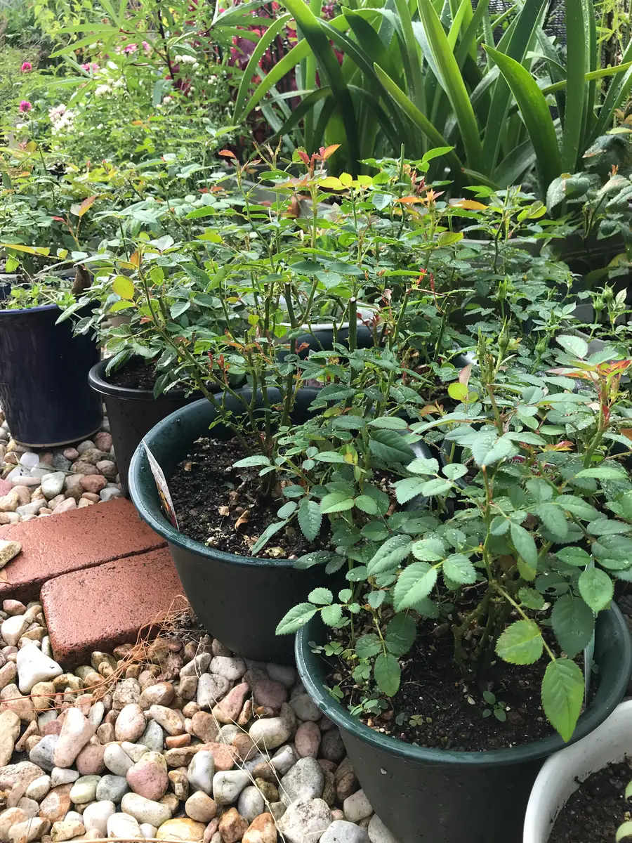 ミニバラ:ミサキ5号鉢植え 高かっ ミニバラ:ミサキ5号鉢植え 高かっ