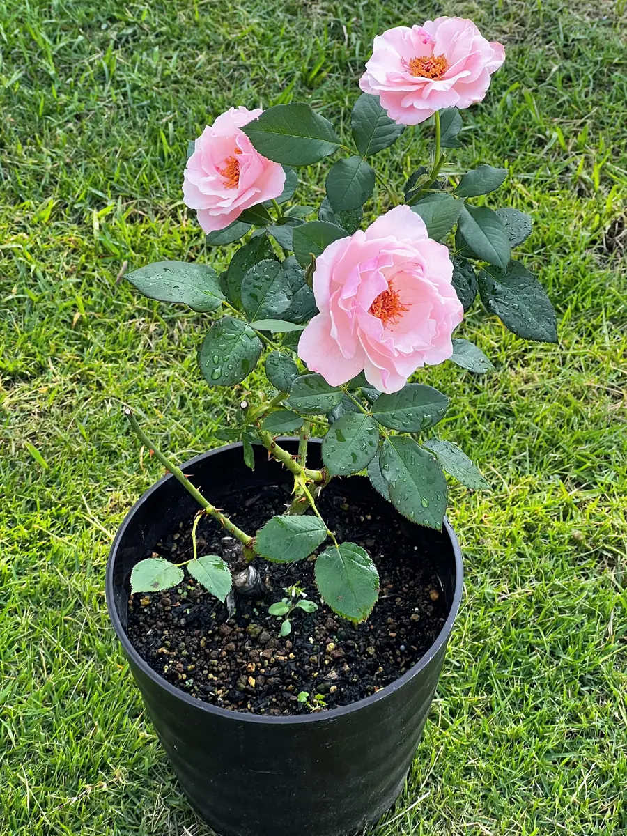 ゲイシャちゃん復活大作戦（薔薇）｜そだレポ（栽培レポート）by三ツ葉