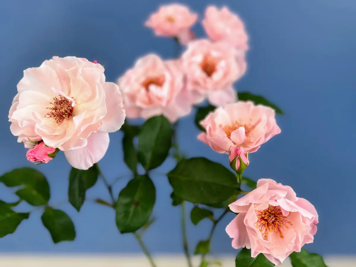 ゲイシャちゃん復活大作戦（薔薇）｜そだレポ（栽培レポート）by
