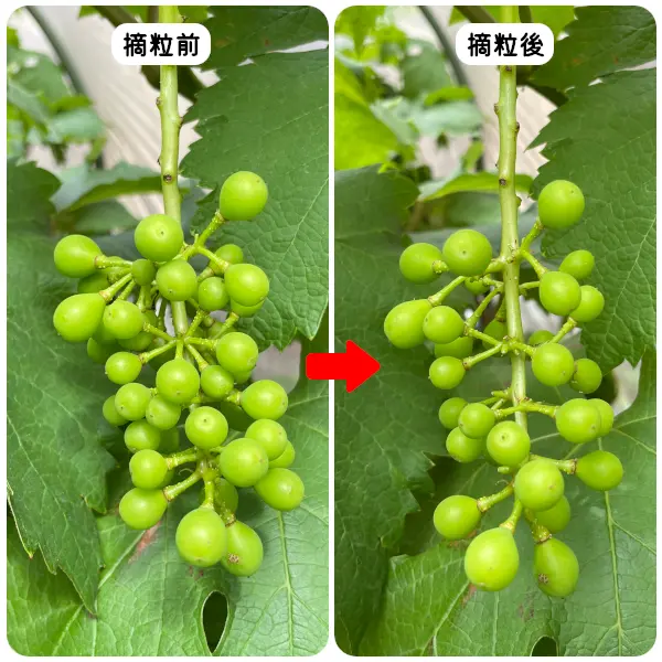 終】2023年(栽培8年目)自作ぶどうでレーズンを作ろう❗️｜そだレポ