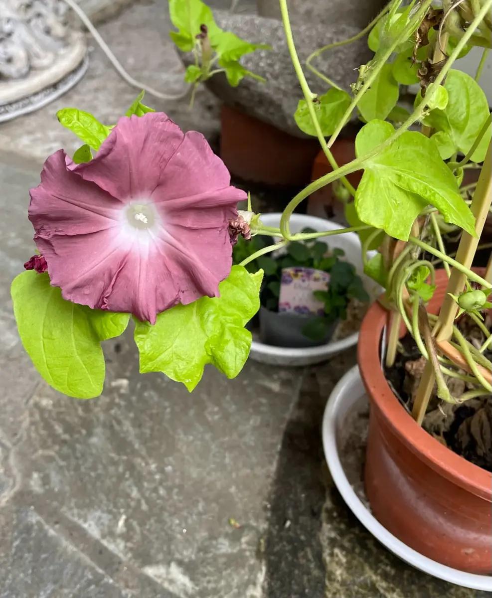 団十郎を採った種から育ててみた🌱｜そだレポ（栽培レポート）byRuca🌱｜みんなの趣味の園芸