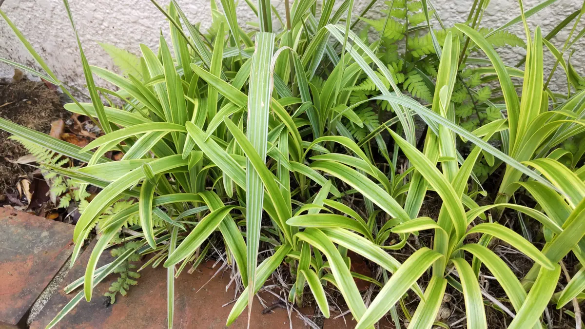 🦕涼し気な縞葦シマアシ|そだレポ(栽培レポート)bybiotoperen|みんなの趣味の園芸